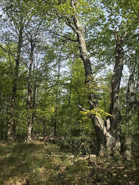 Lot 1 West Meadow Road Fish Creek, WI 54212 - Photo 9 of 33 Gallery Image 9