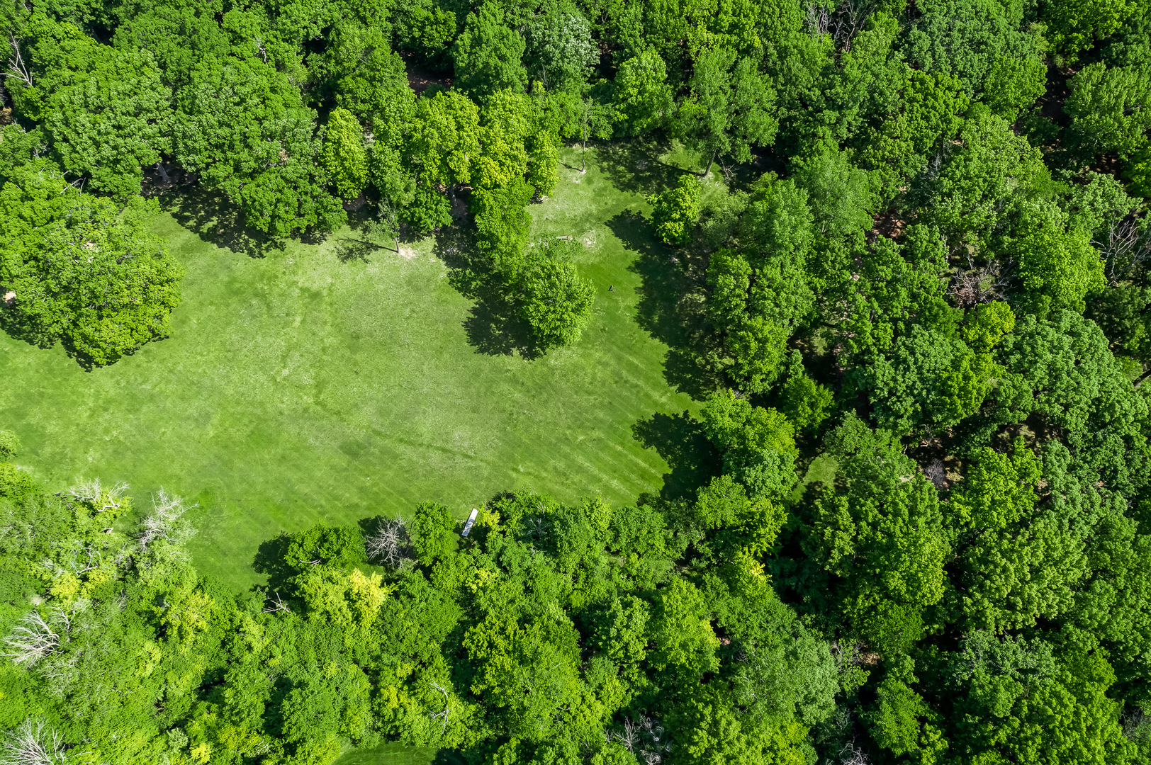 3601 Adams Road Oak Brook, IL 60523 - Photo 9 of 12 a view of a lush green forest
