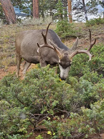 $800,000 | 13009 South Parker Avenue, Pine, CO 80470