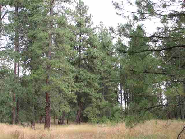 0 North Chronicle Mead, WA 99021 - Photo 4 of 9 Gallery Image 4