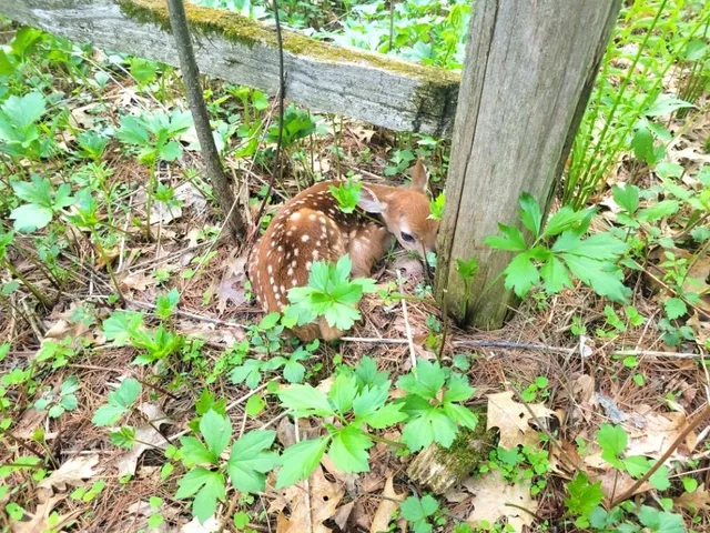 $400,000 | 40.00-ac County Rd FF, Hancock, WI 54943