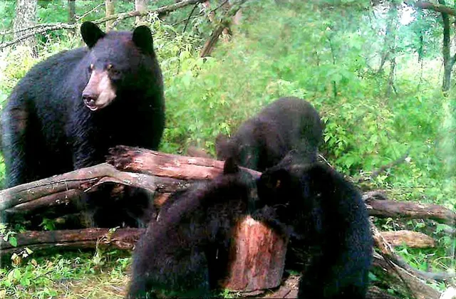 $400,000 | 40.00-ac County Rd FF, Hancock, WI 54943