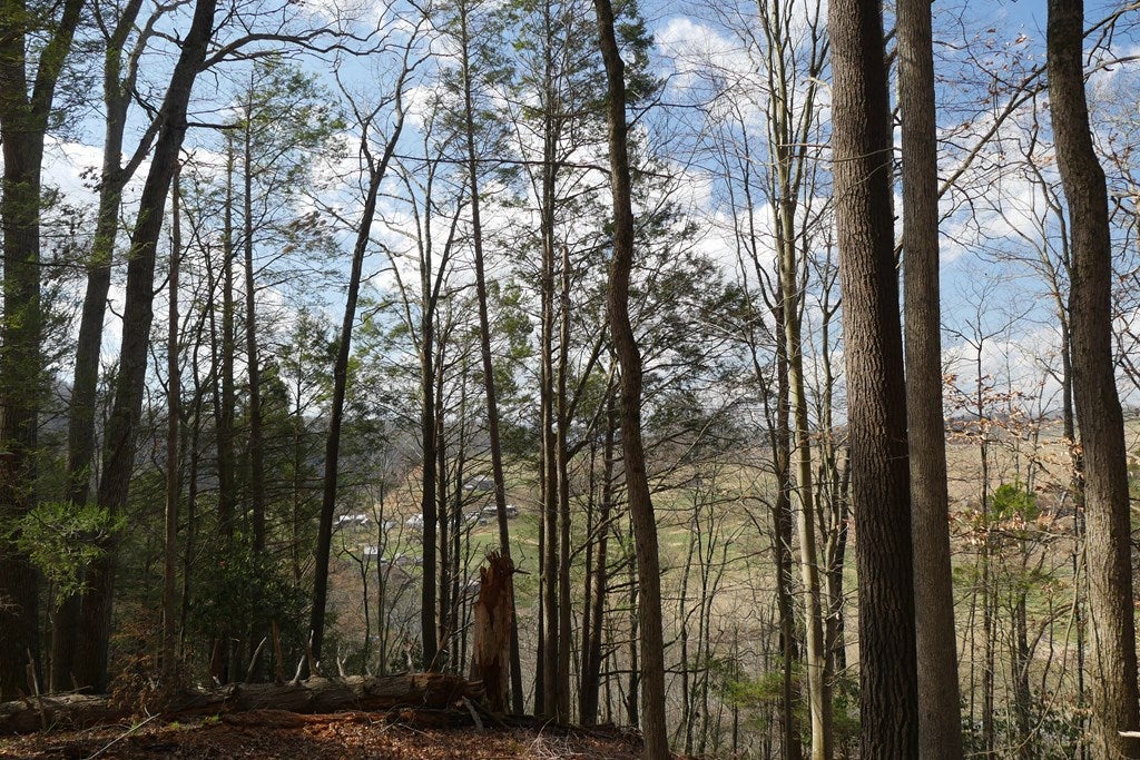 Tbd Rush Creek Road Glade Spring, VA 24340 - Photo 57 of 69 Gallery Image 57