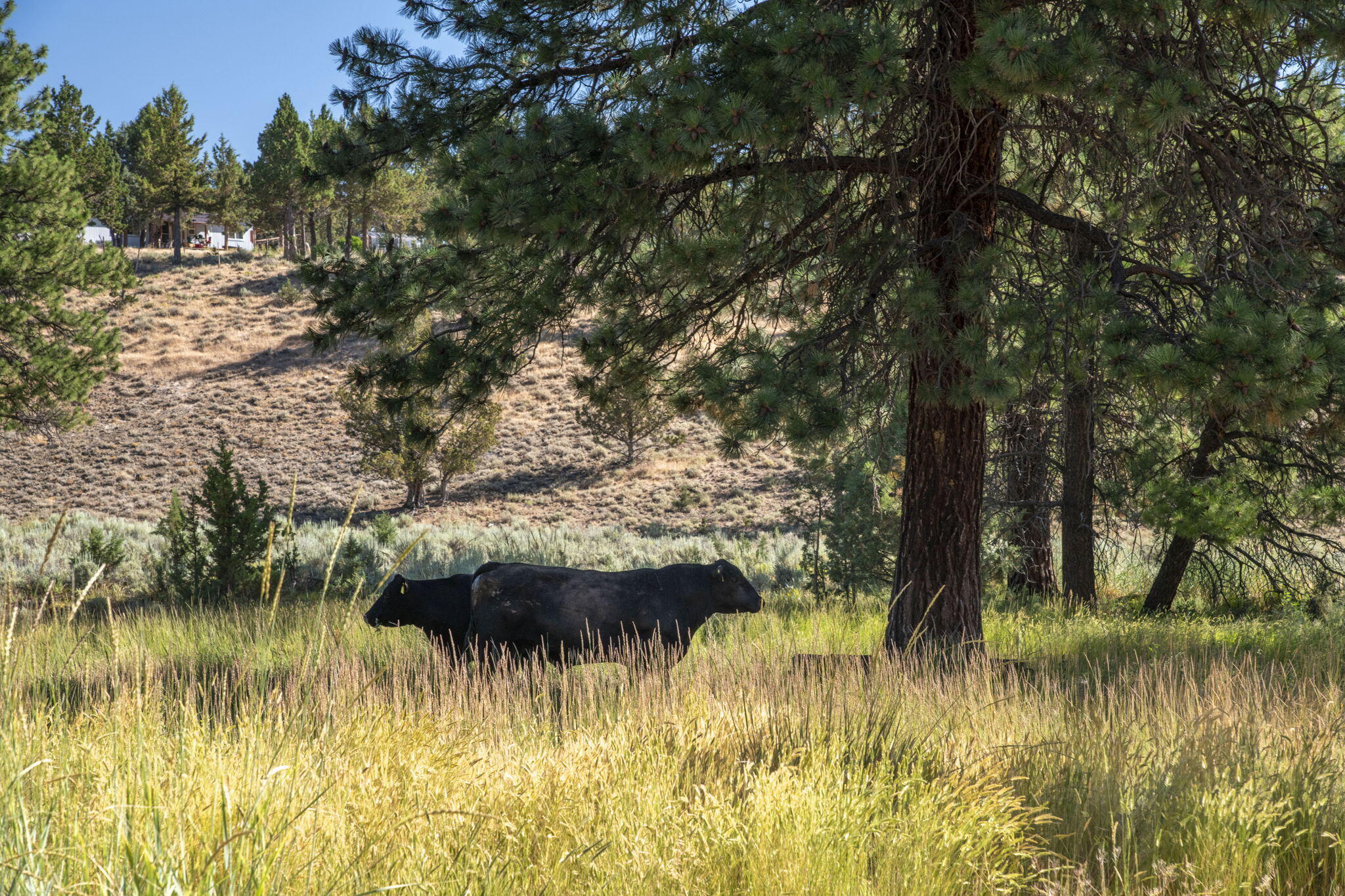 32500 Tackman Road Prineville, OR 97754 - Photo 68 of 112