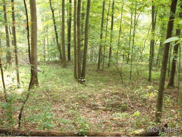0 Red Lick Road Walkersville, WV 26447 - Photo 5 of 7 Gallery Image 5