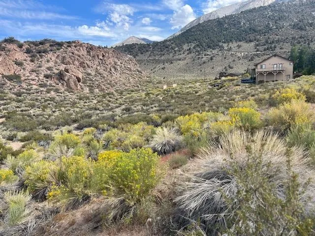 a view of a bunch of trees in a field