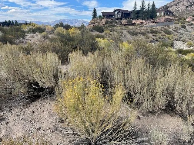 a view of a covered with trees in the background