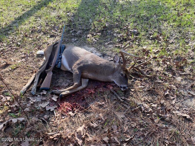 0 Miller Road Olive Branch, MS 38654 - Photo 23 of 26 dead deer pic 1361
