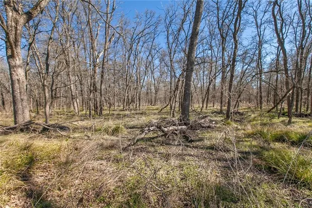a view of a tree with a yard