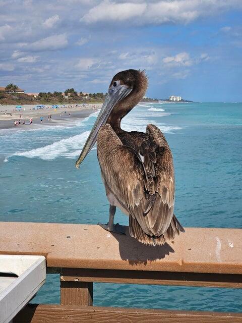 1609 Mizzenmast Way, Unit 1609 Jupiter, FL 33477 - Photo 44 of 48 Juno Pier-o