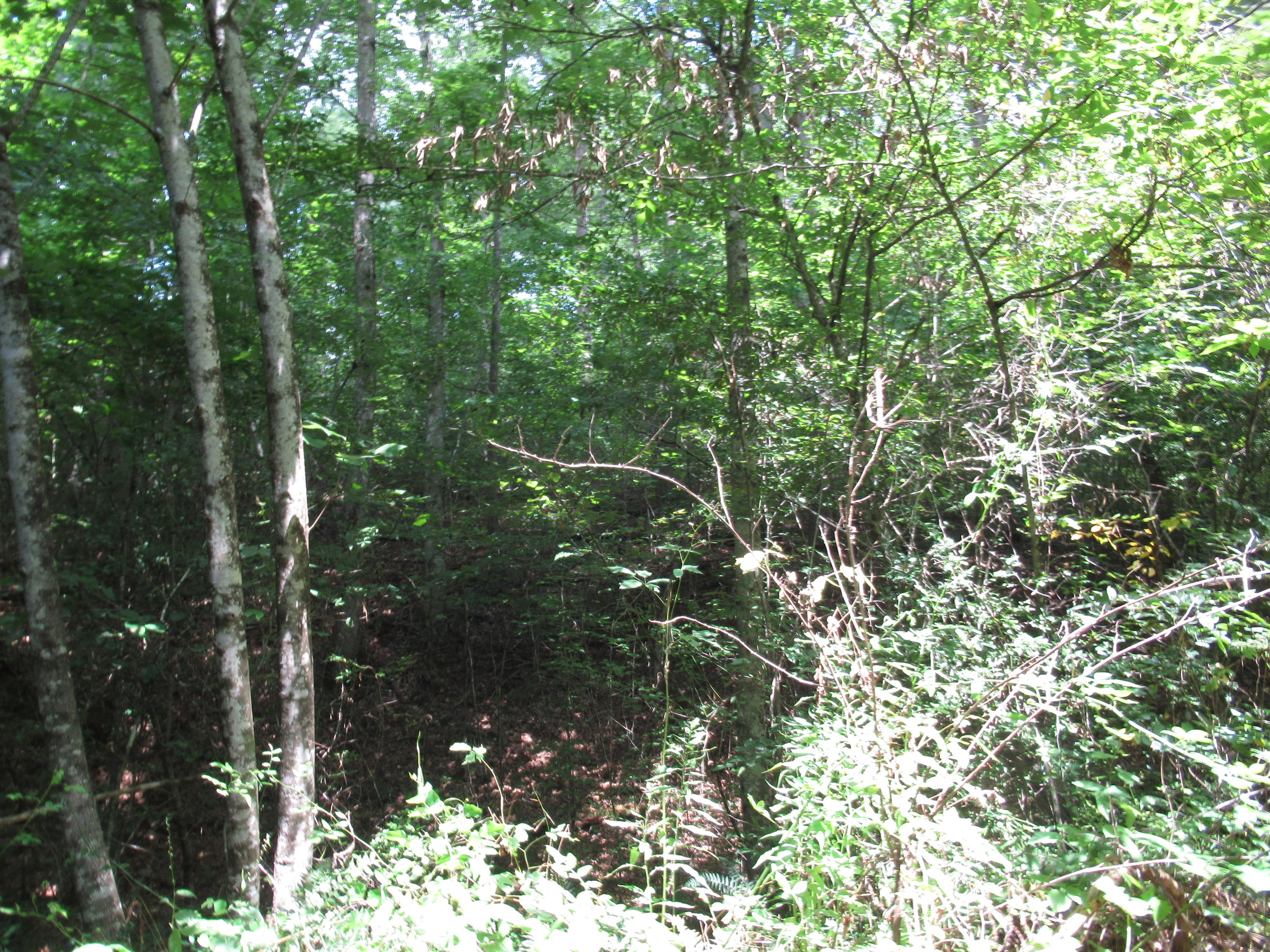 281 Pine Branch Road Shady Spring, WV 25918 - Photo 11 of 22 Gallery Image 11