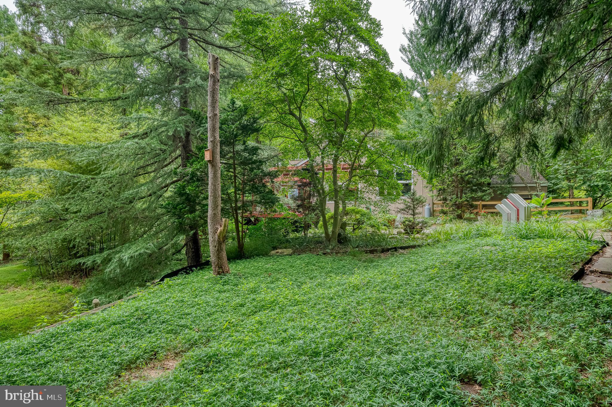 6010 Fork Woods Road Baldwin, MD 21013 - Photo 57 of 65 Dead Snag tree for woodpeckers, insects, etc.
