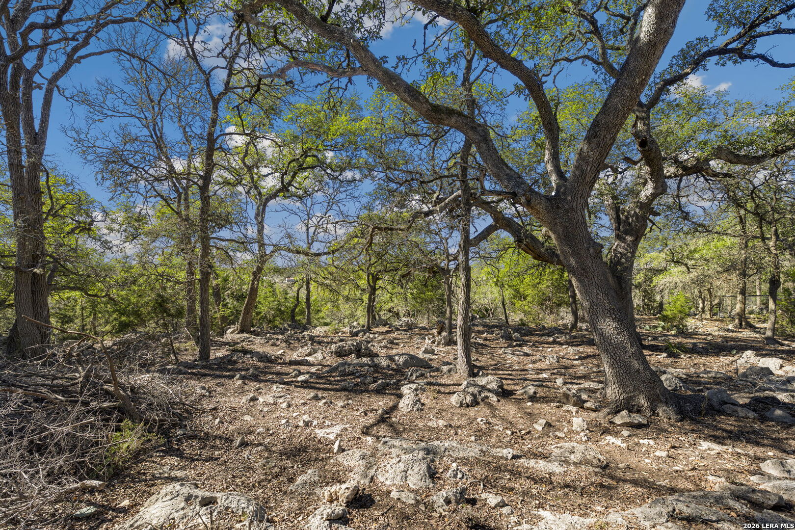 335 Rittimann Road Spring Branch, TX 78070 - Photo 13 of 31 a view of a tree in front of a house
