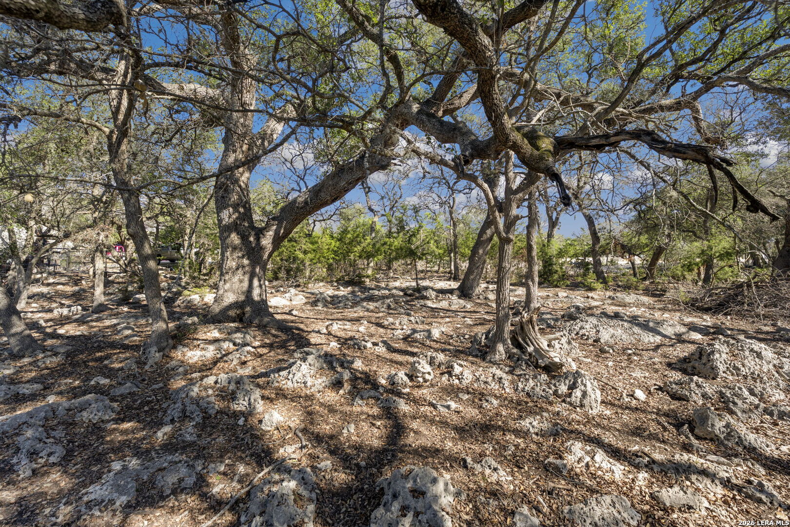 335 Rittimann Road Spring Branch, TX 78070 - Photo 14 of 31 a view of tree