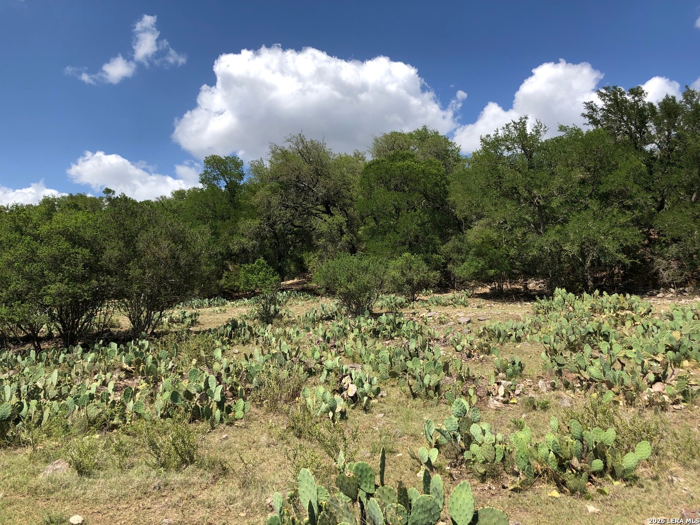 335 Rittimann Road Spring Branch, TX 78070 - Photo 24 of 31 a view of a yard