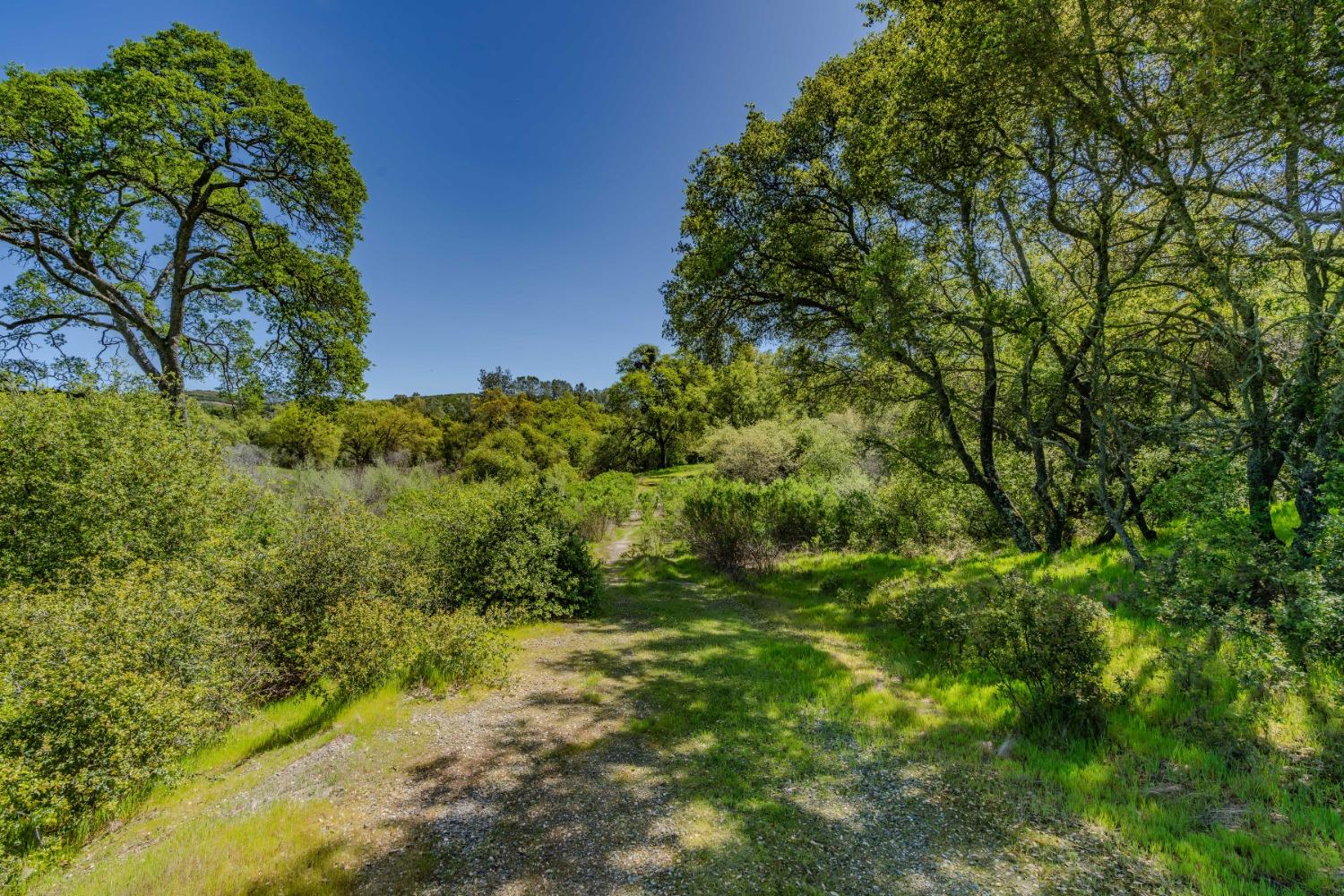 5650 Red Valley Road Ione, CA 95640 - Photo 21 of 64 a view of a yard with a tree