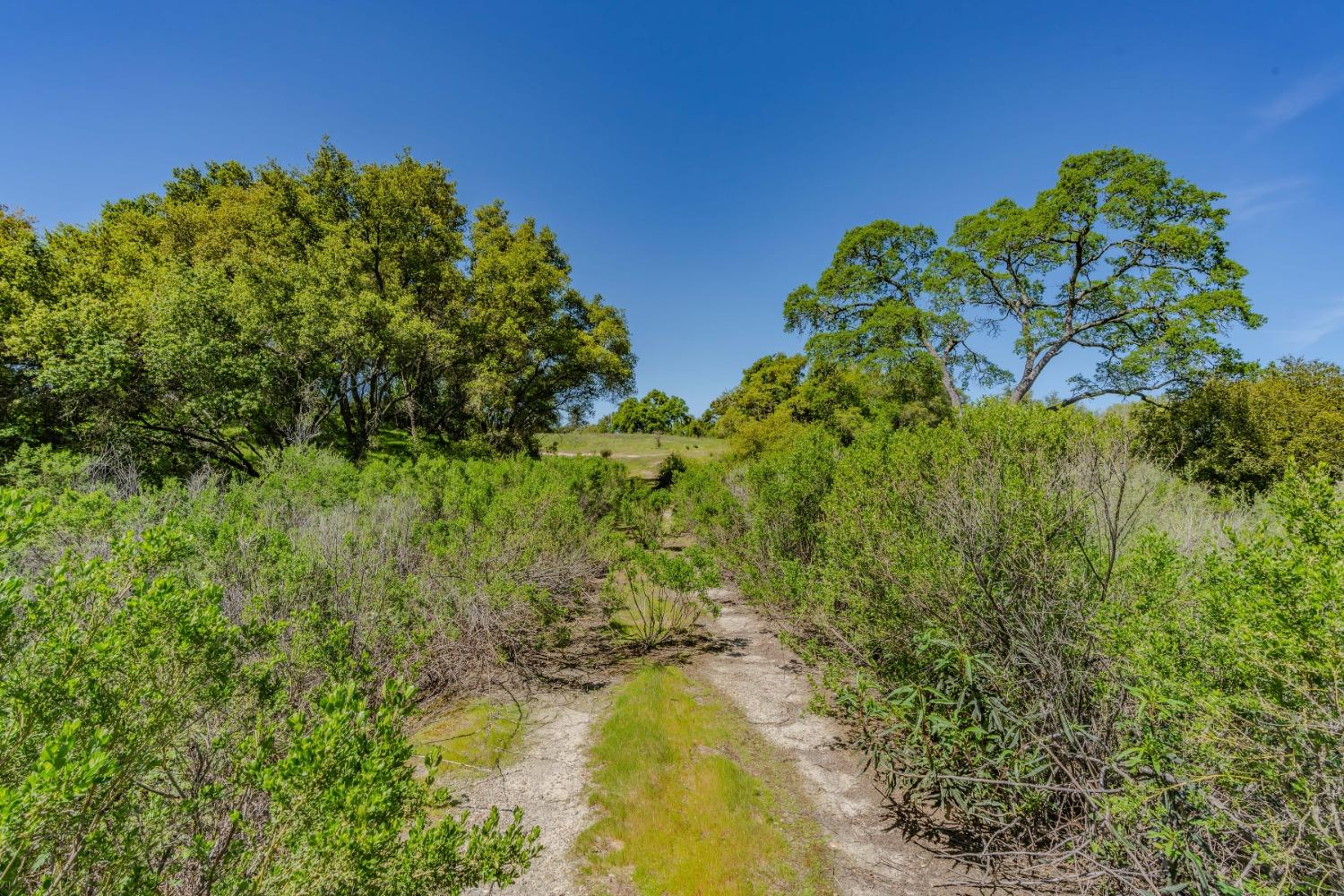 5650 Red Valley Road Ione, CA 95640 - Photo 22 of 64 a view of a garden