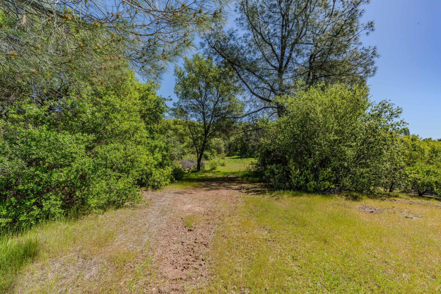 5650 Red Valley Road Ione, CA 95640 - Photo 32 of 64 a view of a yard with a tree