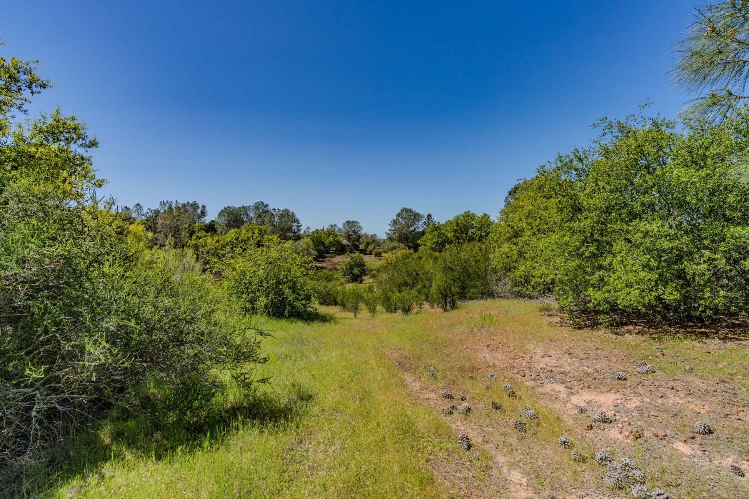 5650 Red Valley Road Ione, CA 95640 - Photo 40 of 64 a view of a yard with a tree