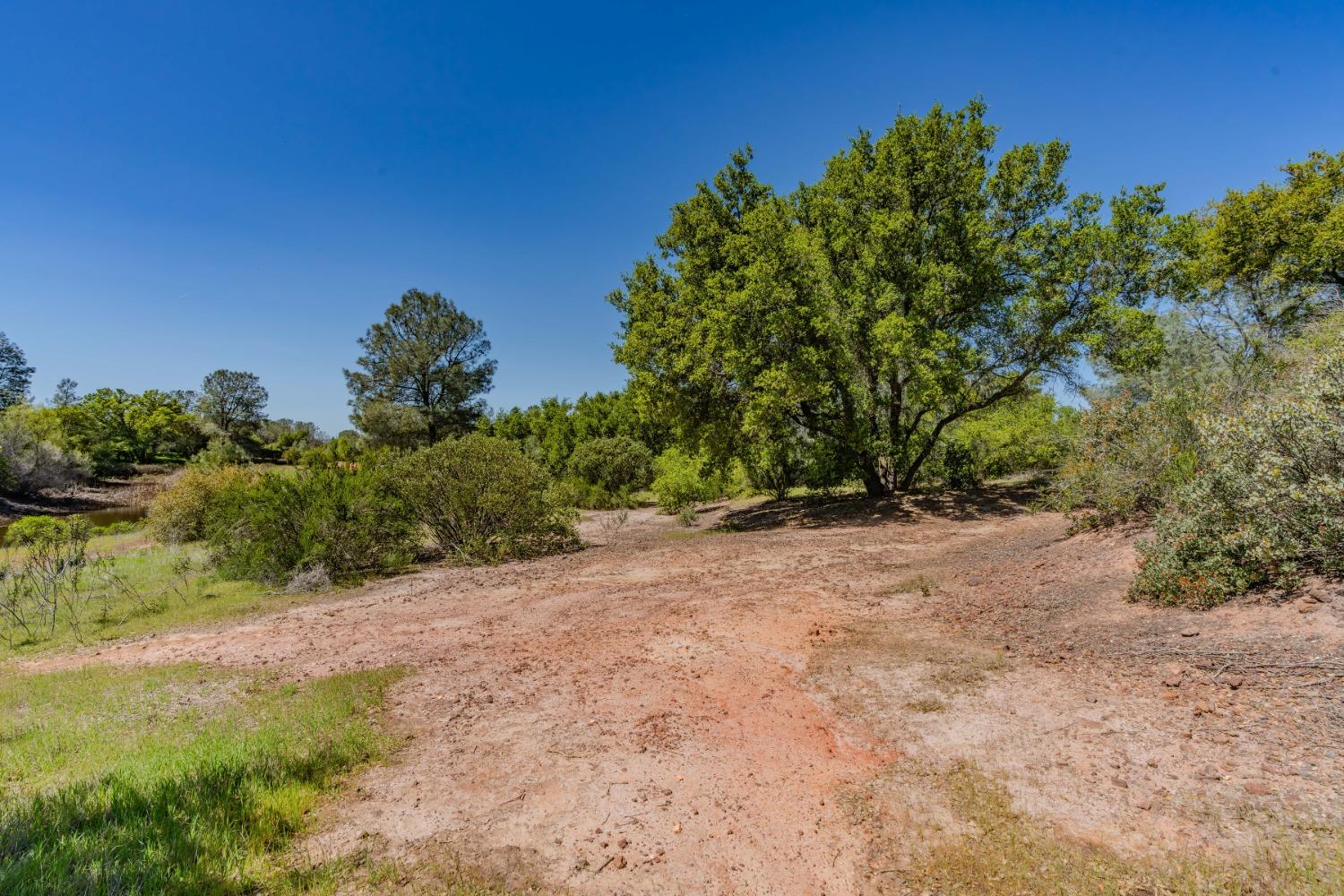5650 Red Valley Road Ione, CA 95640 - Photo 42 of 64 a view of a yard with a tree
