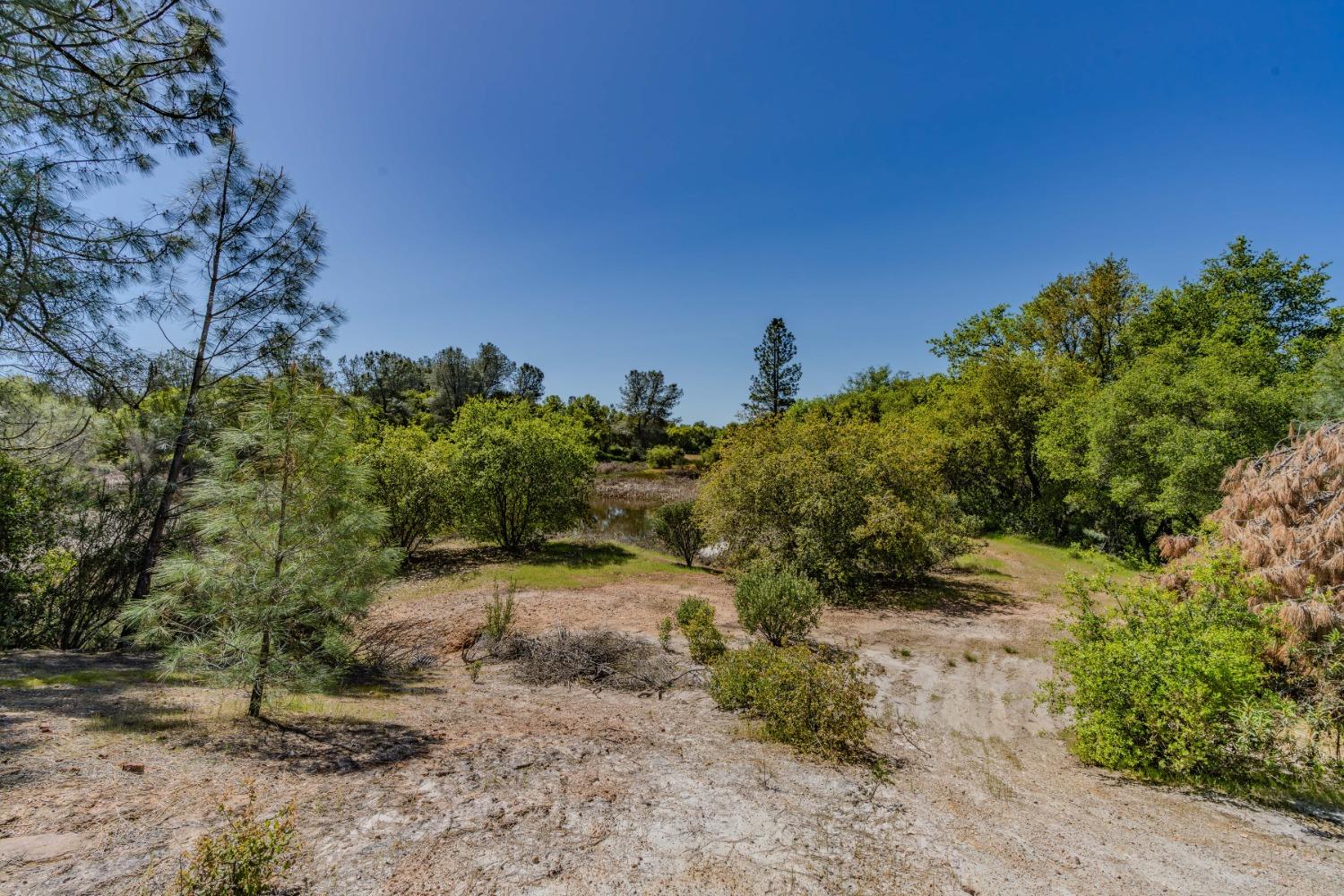 5650 Red Valley Road Ione, CA 95640 - Photo 51 of 64 a view of a yard with a tree