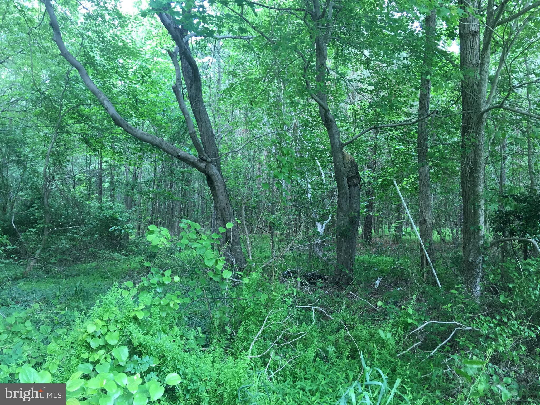 5081 Wayman Road Marion Station, MD 21838 - Photo 4 of 12 East side boundary line/white pipe