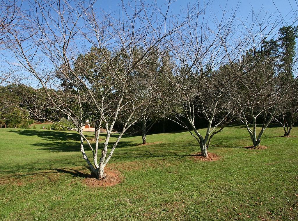 0 North Clement Road Cumming, GA 30041 - Photo 1 of 1 Gallery Image 1