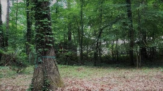 109 Newton Lane Oak Ridge, TN 37830 - Photo 40 of 40 More yard