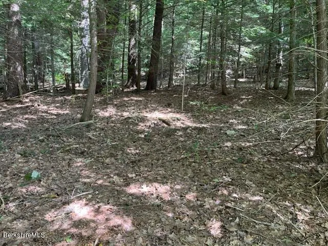 a view of a forest with trees in the background