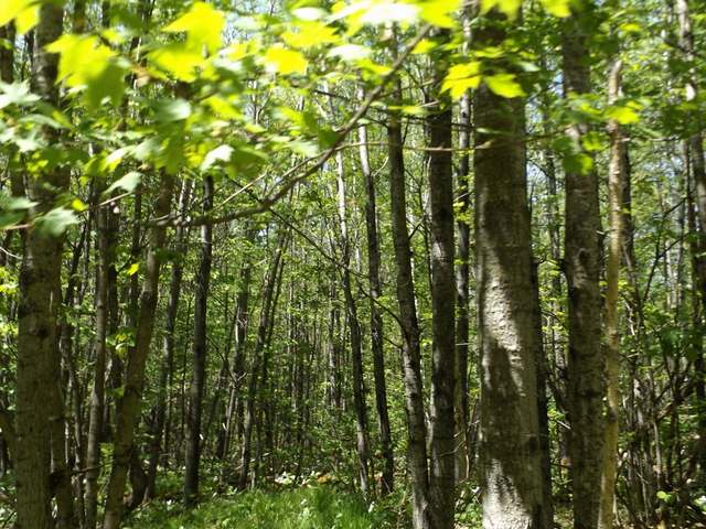 29.37-ac Sipple Road Crandon, WI 54520 - Photo 11 of 20 Gallery Image 11
