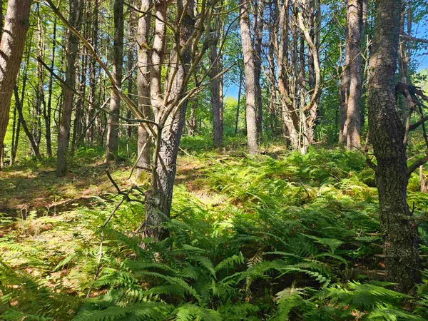 $83,500 | Lot 3.1 Off Parker Road, Lisbon, NH 03585