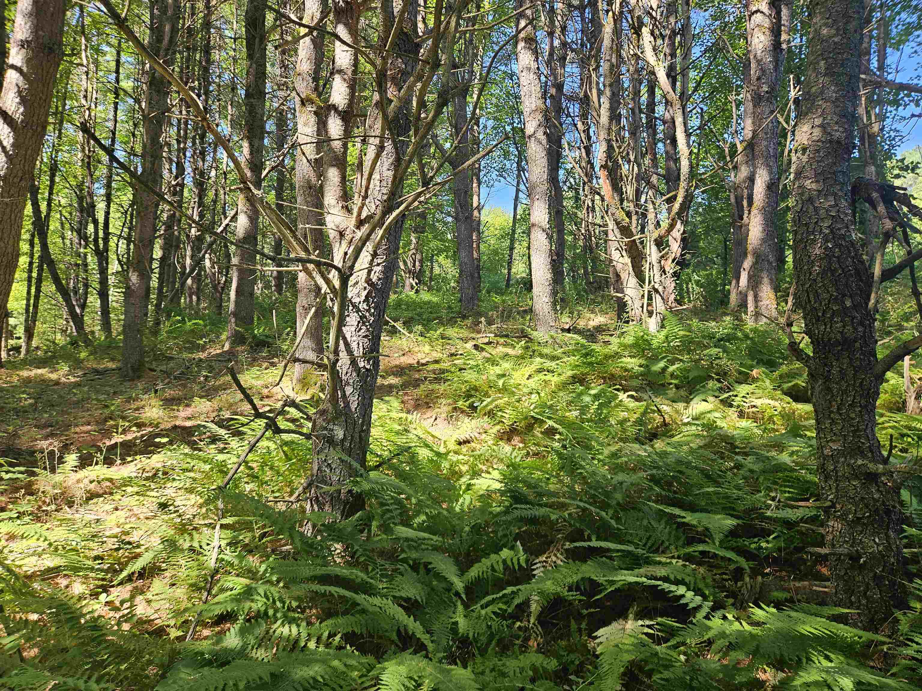 Lot 3.1 Off Parker Road Lisbon, NH 03585 - Photo 15 of 23