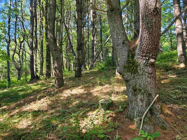 $83,500 | Lot 3.1 Off Parker Road, Lisbon, NH 03585