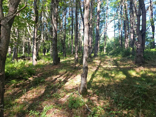 $83,500 | Lot 3.1 Off Parker Road, Lisbon, NH 03585