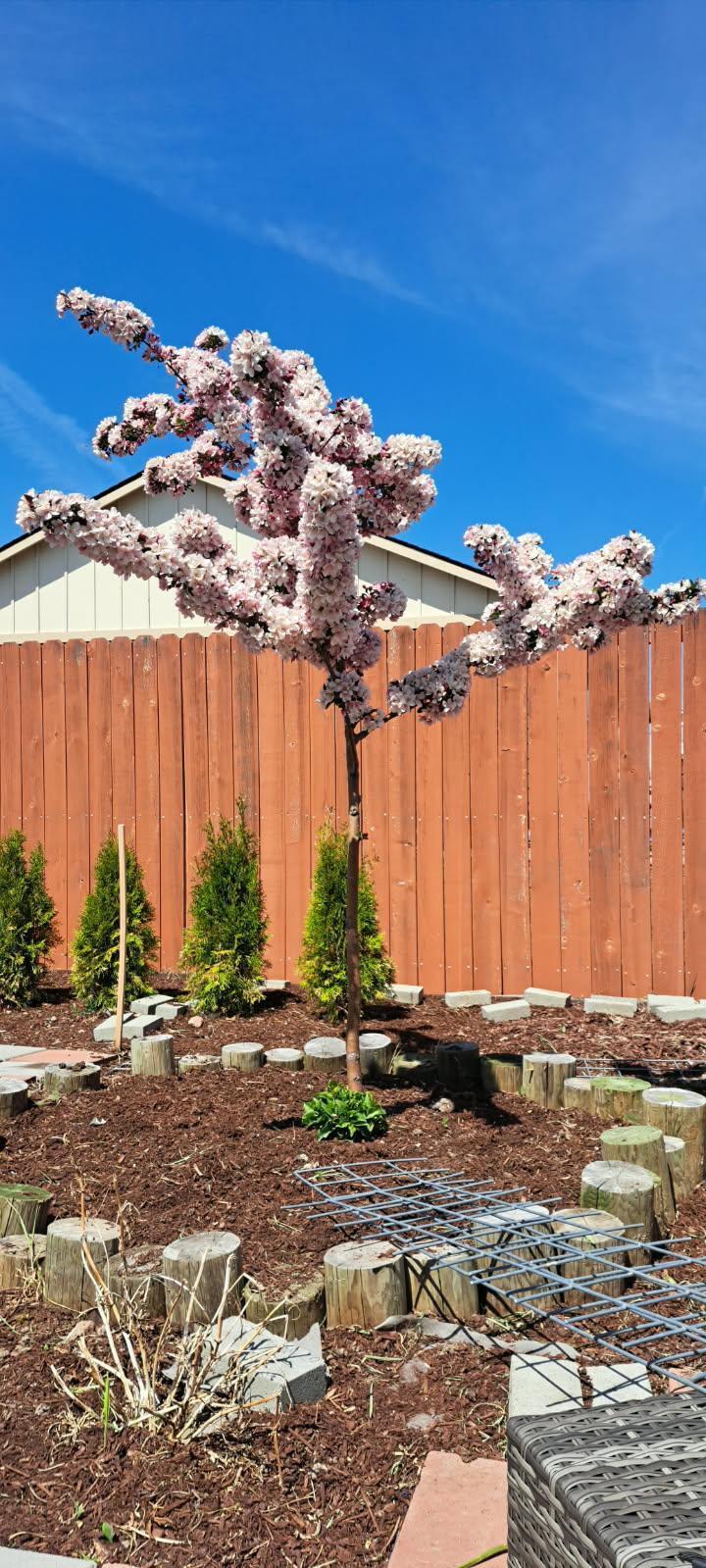 514 Scenic Loop Culver, OR 97734 - Photo 26 of 28 Tree in backyard in bloom during spring/summer