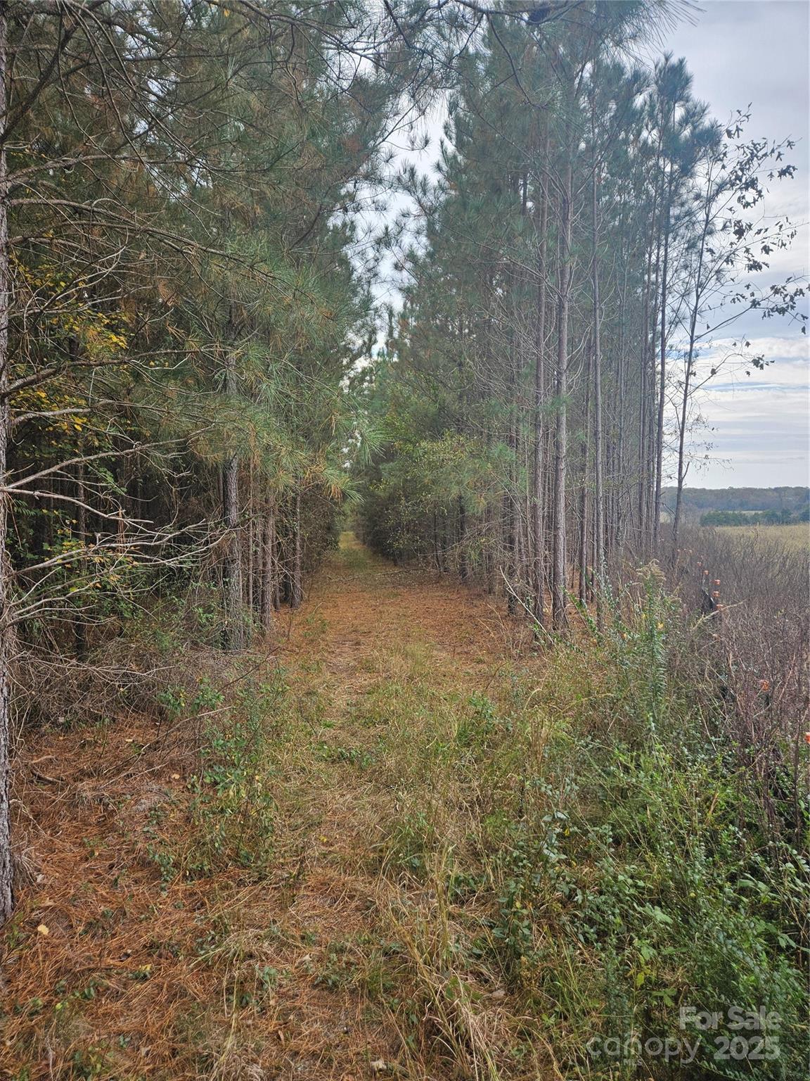 0 Ingold School Road Albemarle, NC 28001 - Photo 12 of 22 a view of a forest with trees in front of it