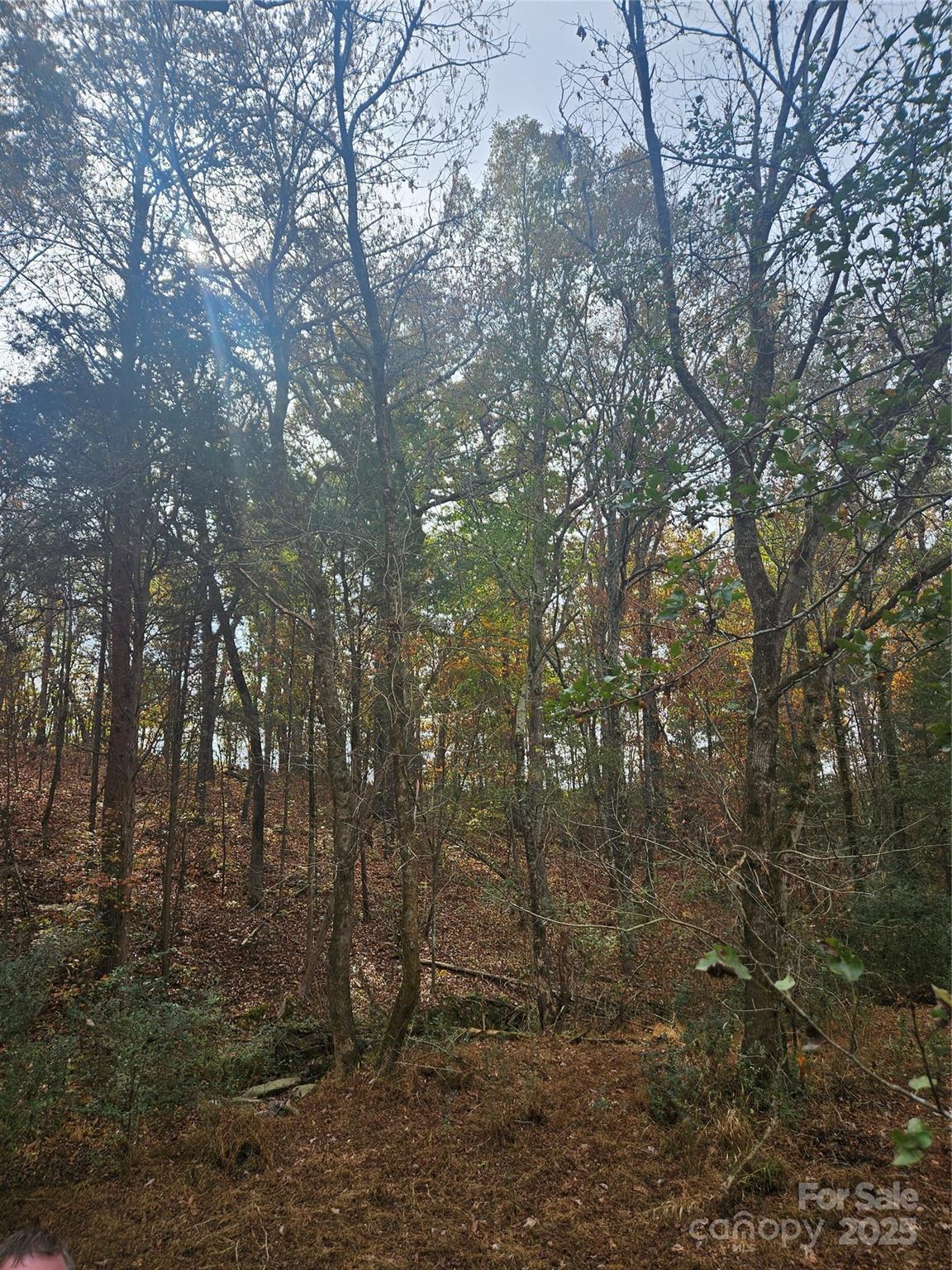 0 Ingold School Road Albemarle, NC 28001 - Photo 20 of 21 a view of a forest with trees in the background