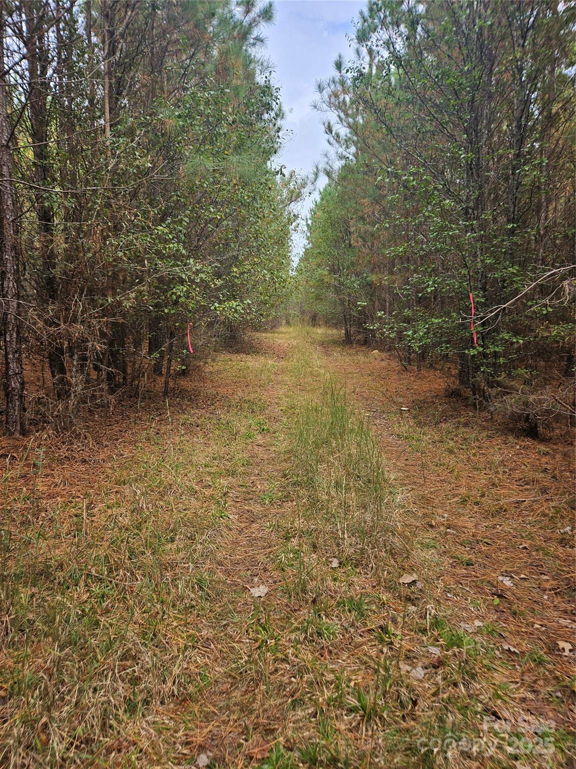0 Ingold School Road Albemarle, NC 28001 - Photo 6 of 22 a view of a yard with an trees