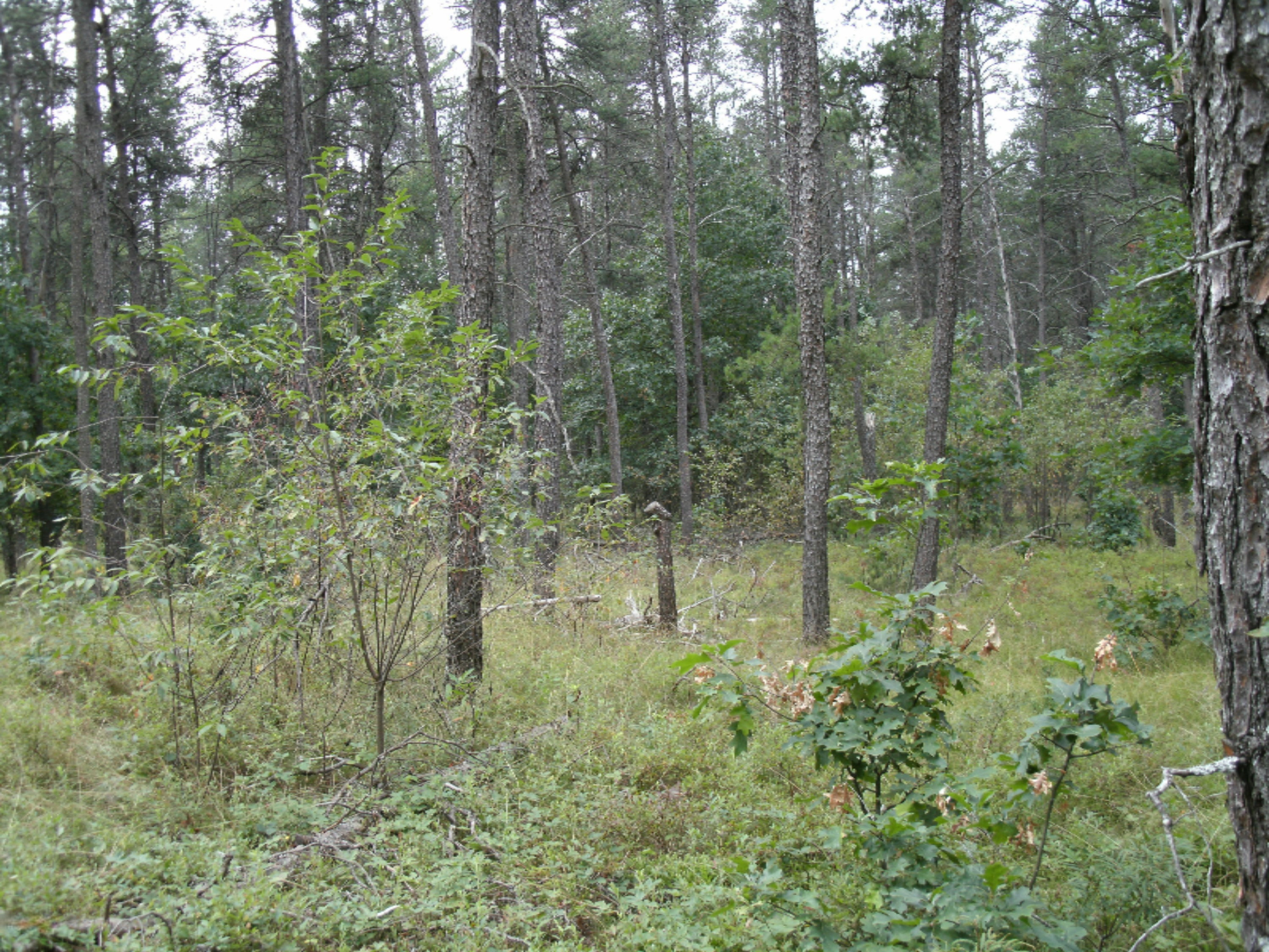 9 Mile Road Irons, MI 49644 - Photo 3 of 4 w3