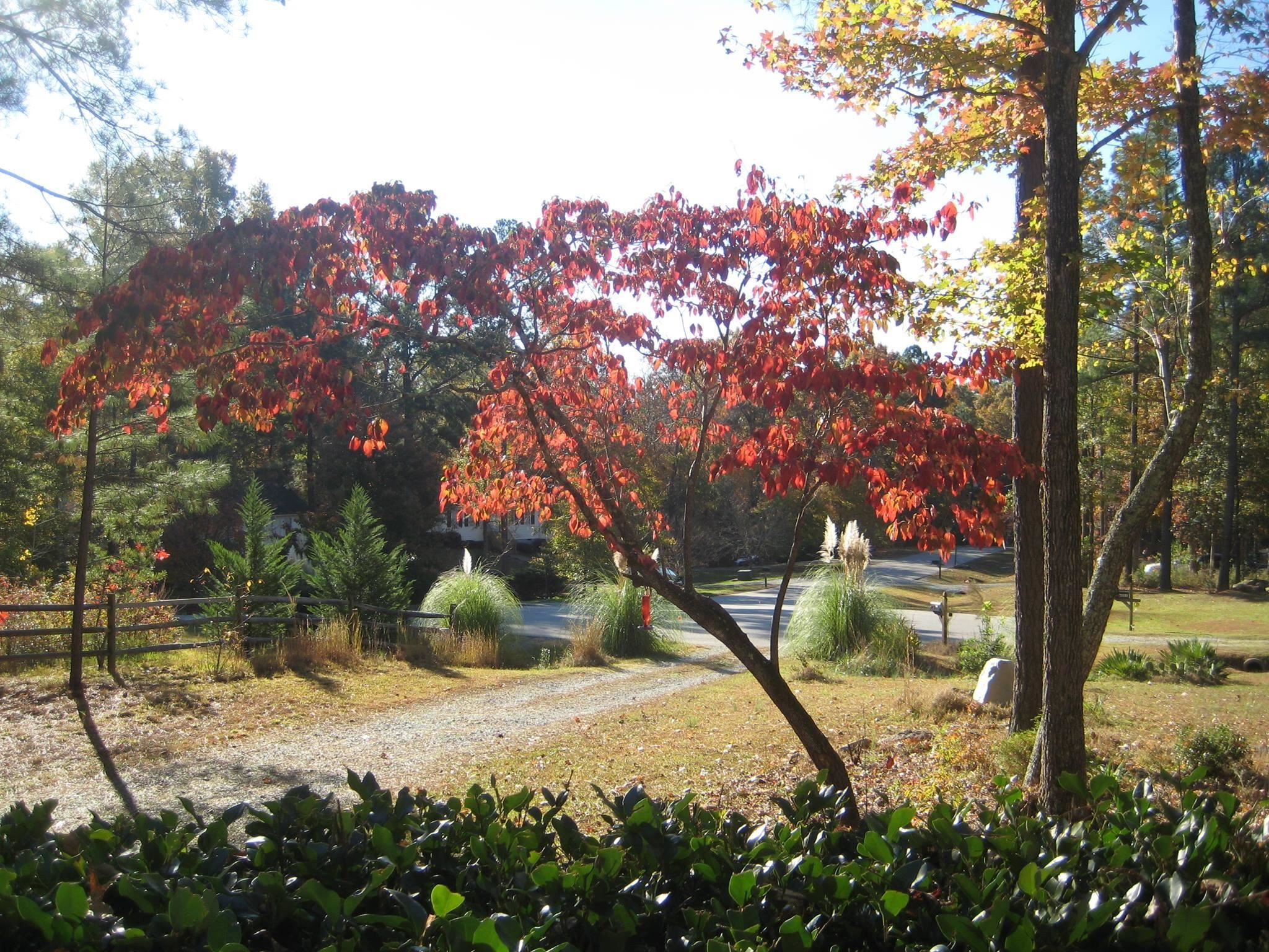 6041 Burgundy Road Durham, NC 27712 - Photo 42 of 45 a view of a yard with large trees