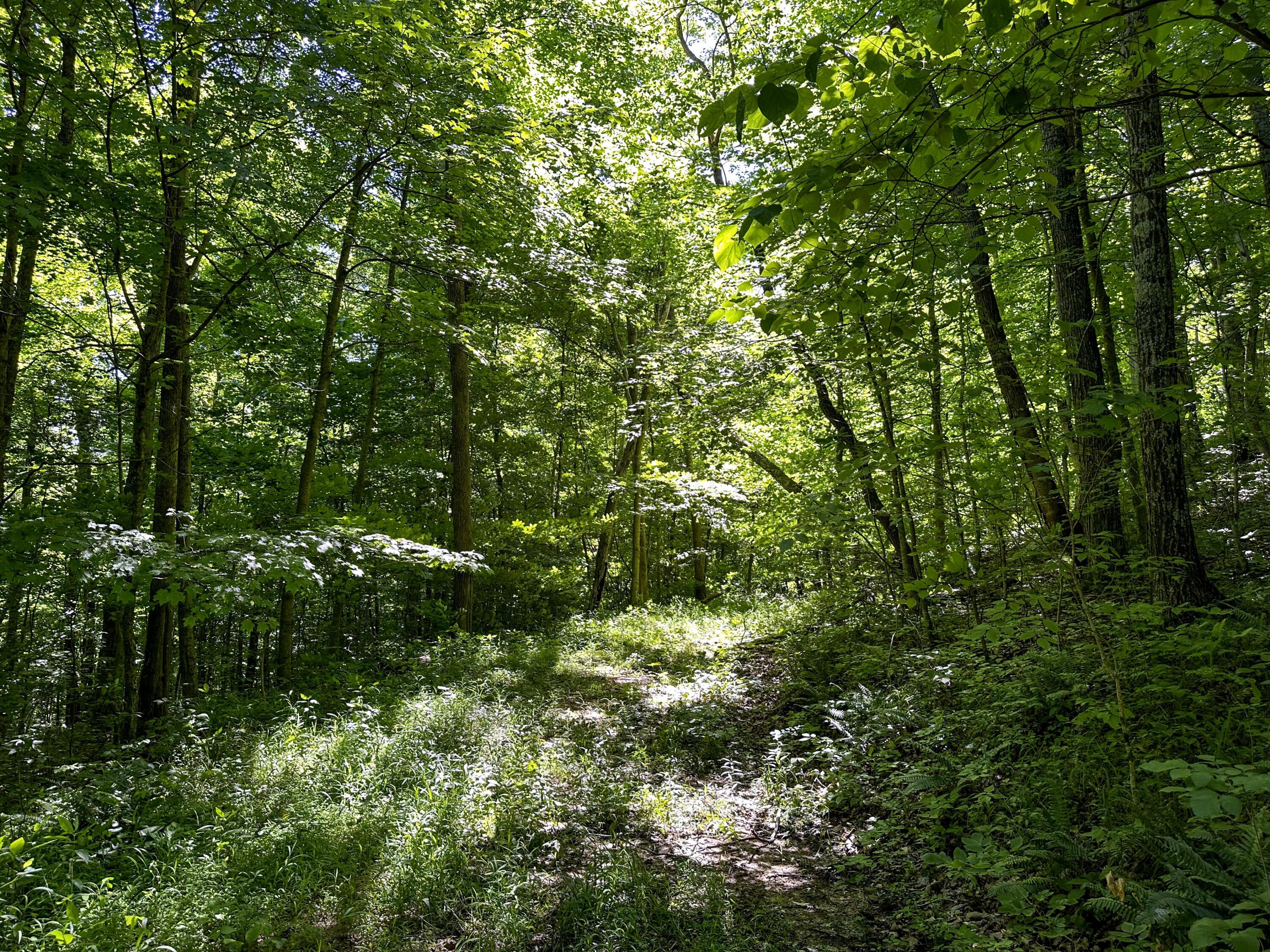 1725 Hull Road, Unit TRACT 4 WOODS WAYNE FOREST) Patriot, OH 45658 - Photo 36 of 45 20240607_150048682_iOS
