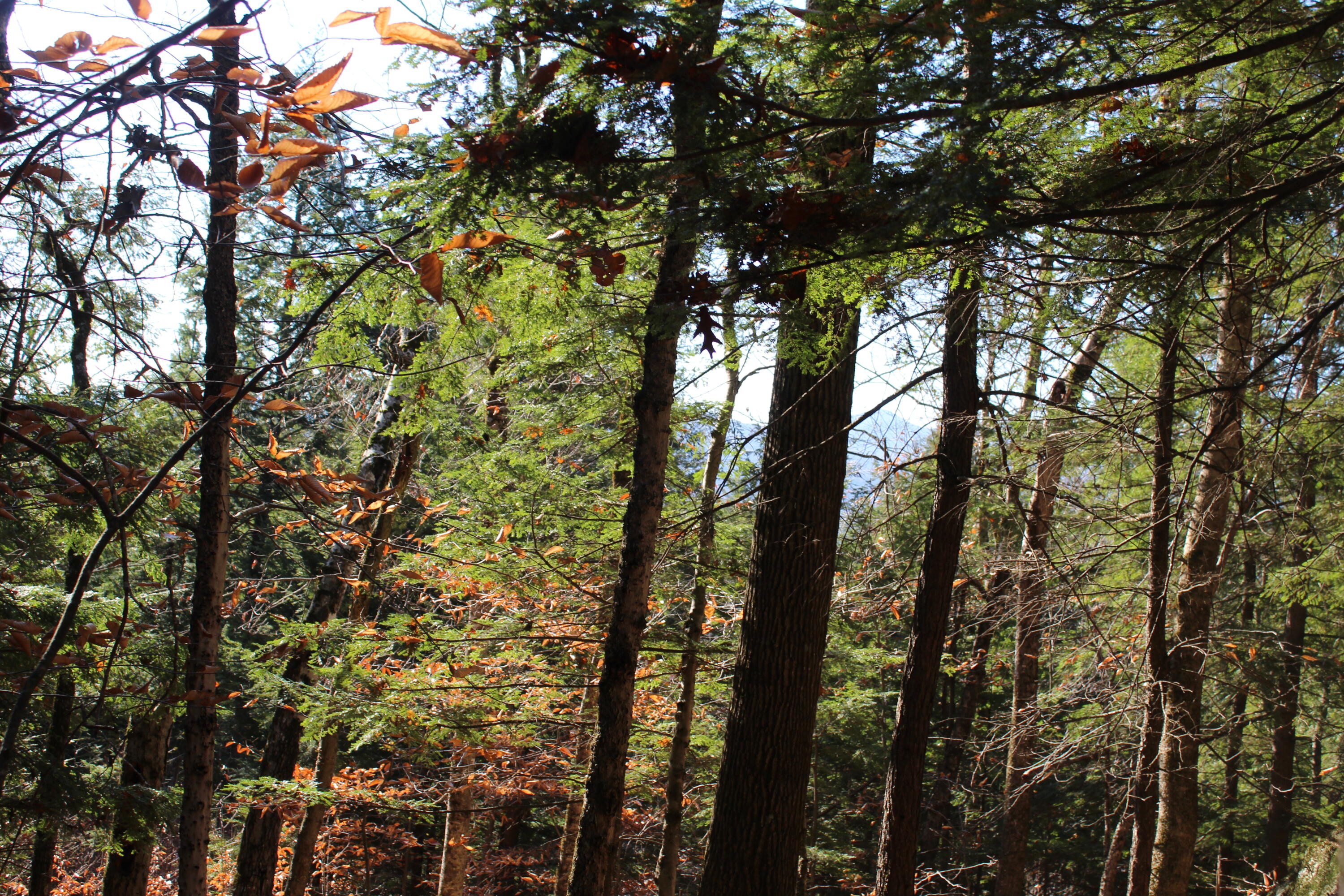 Lot # South Barbour Road Stow, ME 04037 - Photo 11 of 36 Views