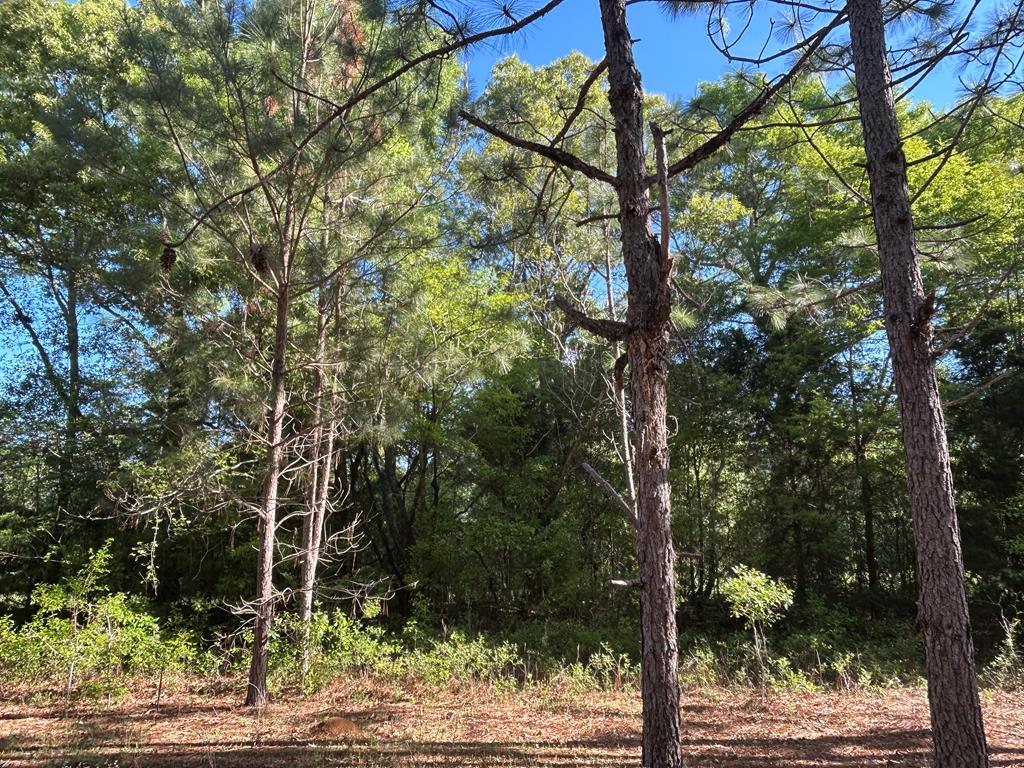 Lot 6-3 -ac Cty Road Newville, AL 36353 - Photo 18 of 24