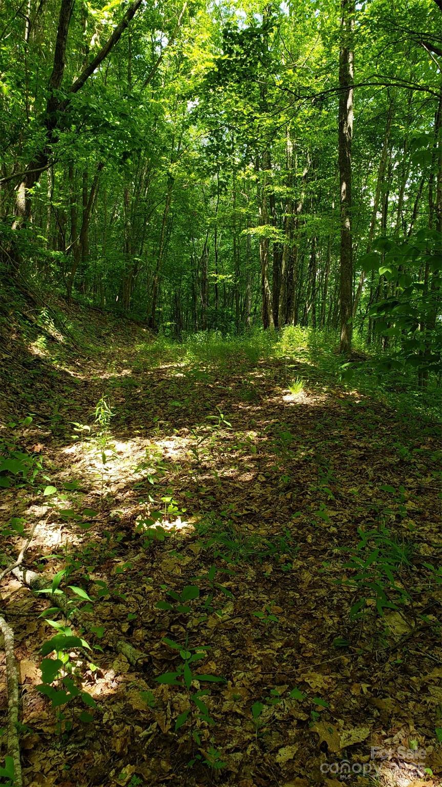 1111 East Clubhouse Road Sylva, NC 28779 - Photo 1 of 6 a backyard of a house with lots of green space