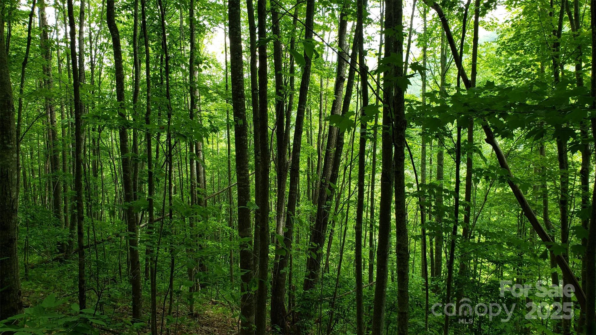 1111 East Clubhouse Road Sylva, NC 28779 - Photo 3 of 6