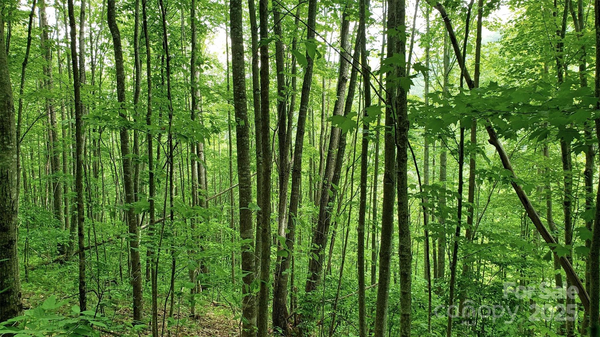 1111 East Clubhouse Road Sylva, NC 28779 - Photo 4 of 6