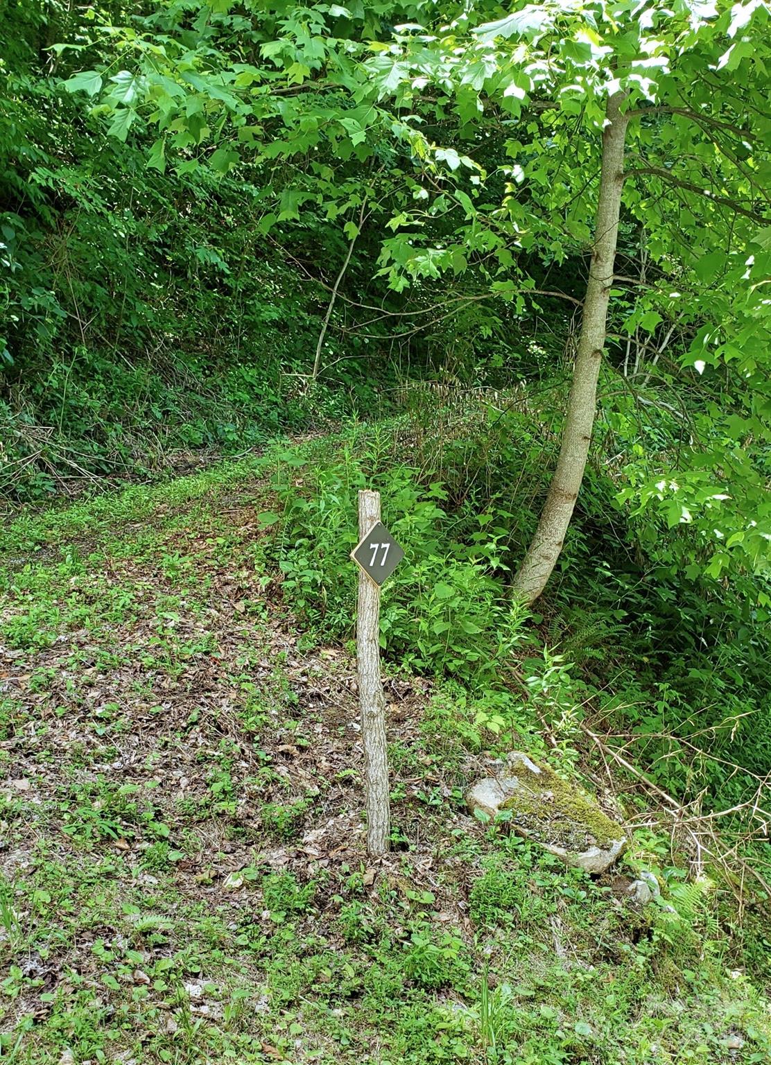 1111 East Clubhouse Road Sylva, NC 28779 - Photo 6 of 6 a plant view in yard