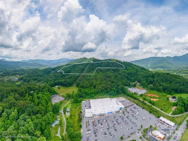 a view of a garden with plants and large trees