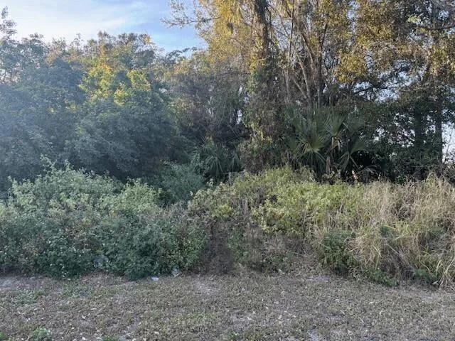 a view of a forest with trees in the background