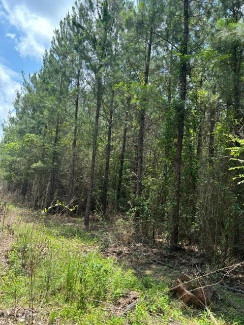 0 East Lewiston Road Kentwood, LA 70444 - Photo 24 of 26 Photo 25